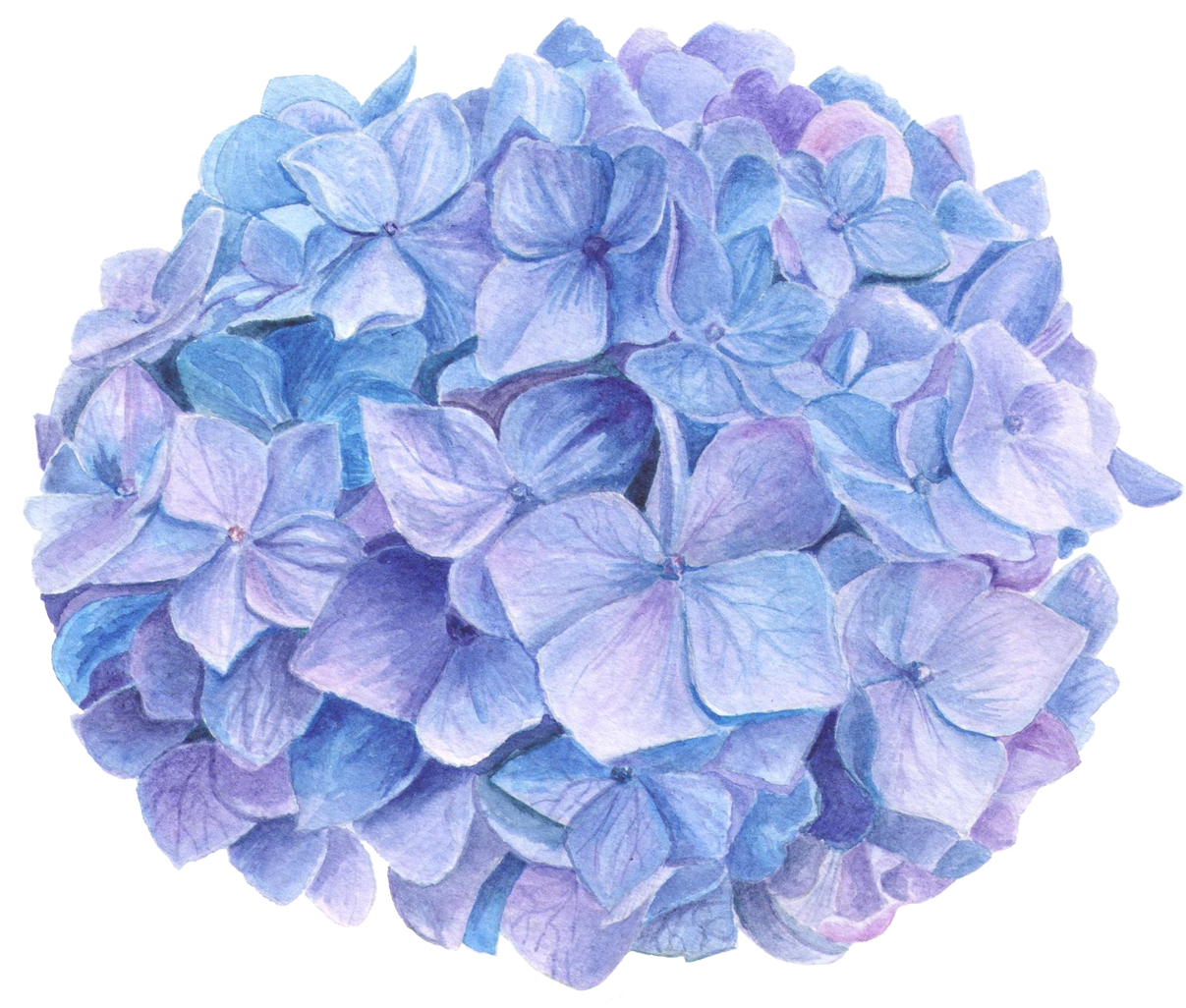 Blue Hydrangea Watercolor Flowers